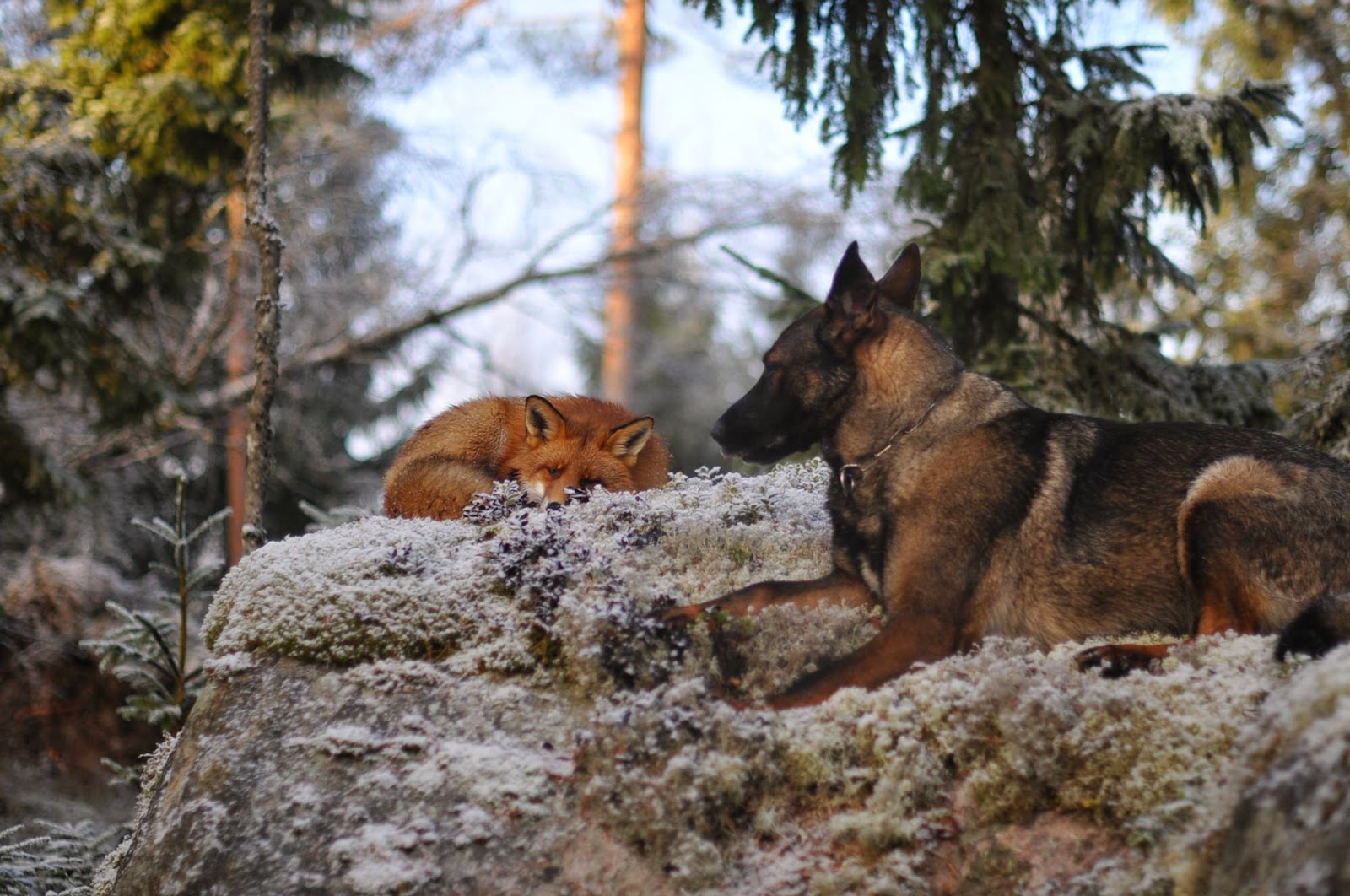 #1 Tinni The Dog And Sniffer The Wild Fox - Unusual Animal Friendships That Are Absolutely Adorable! #1 Tinni The Dog And Sniffer The Wild Fox - Unusual Animal Friendships That Are Absolutely Adorable!