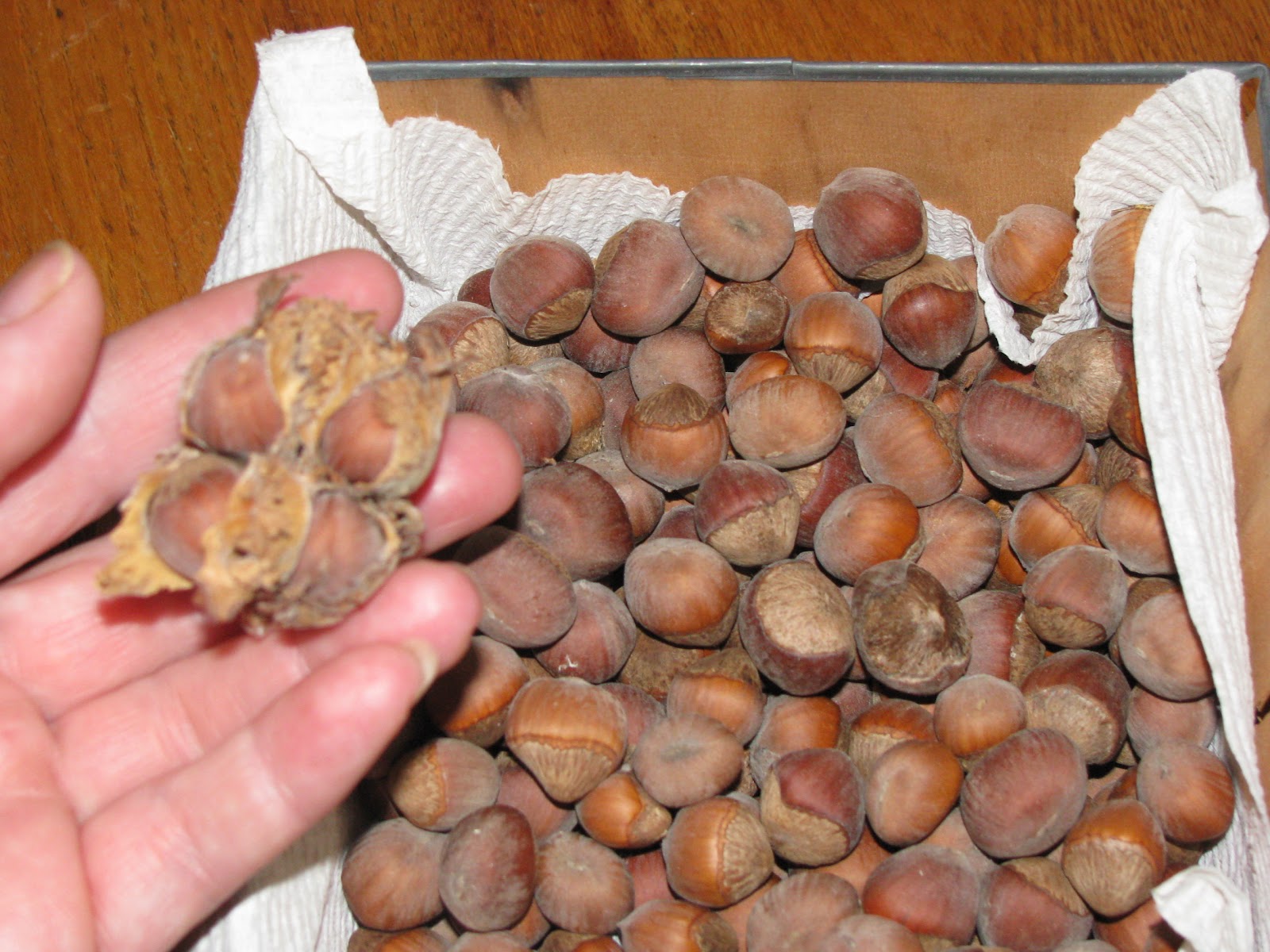Hazelnut harvesting