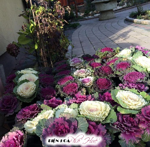 [Image: Vuon-hoa-bap-cai-dep-chang-kem-hoa-hong-...Viet-1.jpg]