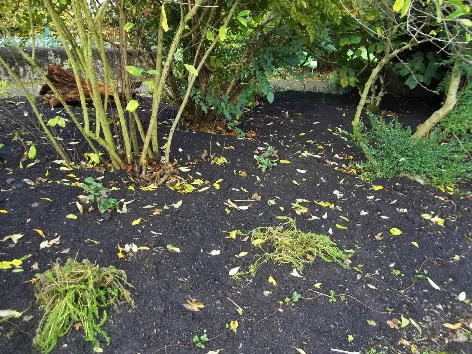 The Ornamental Border At Bradner Gardens Park 2014