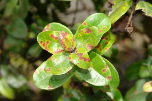 Rust Sunshine Heart Stamps