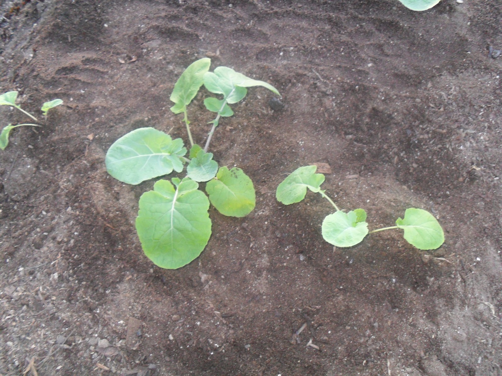 Bills Garden Tips Planting Rutabaga