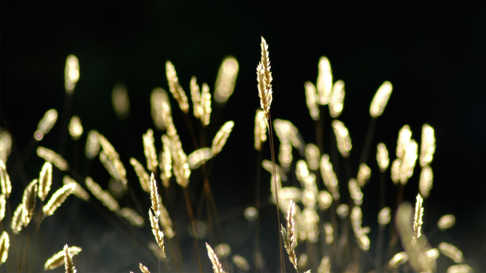 Photography HD Wallpapers 1920x1080 | HD Wallpapers (High Definition