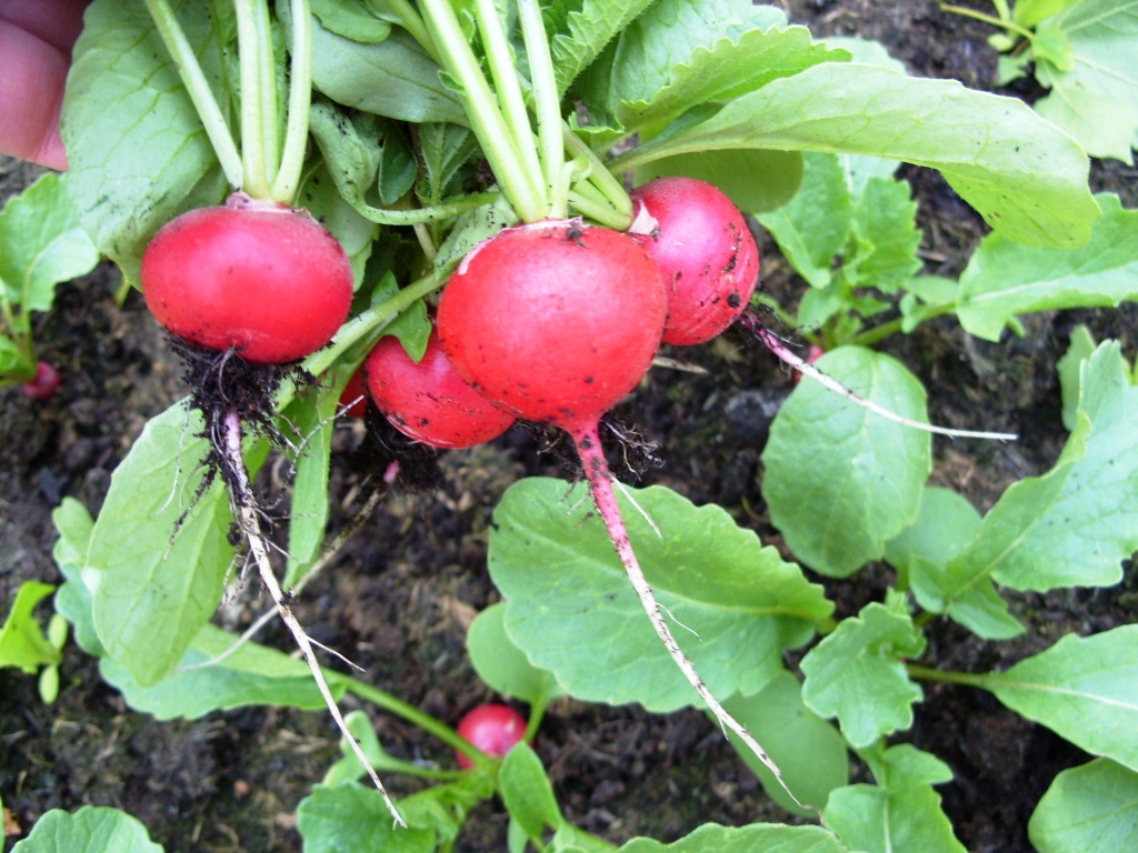 Kelli's Northern Ireland Garden Veg Update (celery, radish, onion, etc)