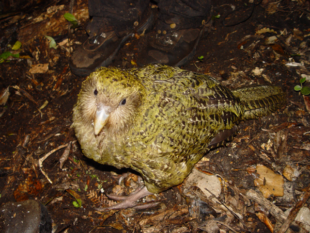 Kakapo Strigops Habroptila