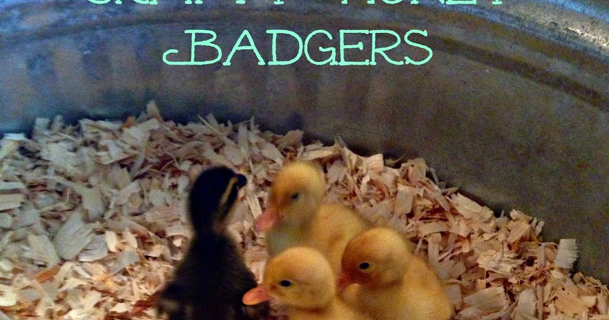 Crafty Honey Badgers Ducks are messy messy messy and how to combat it