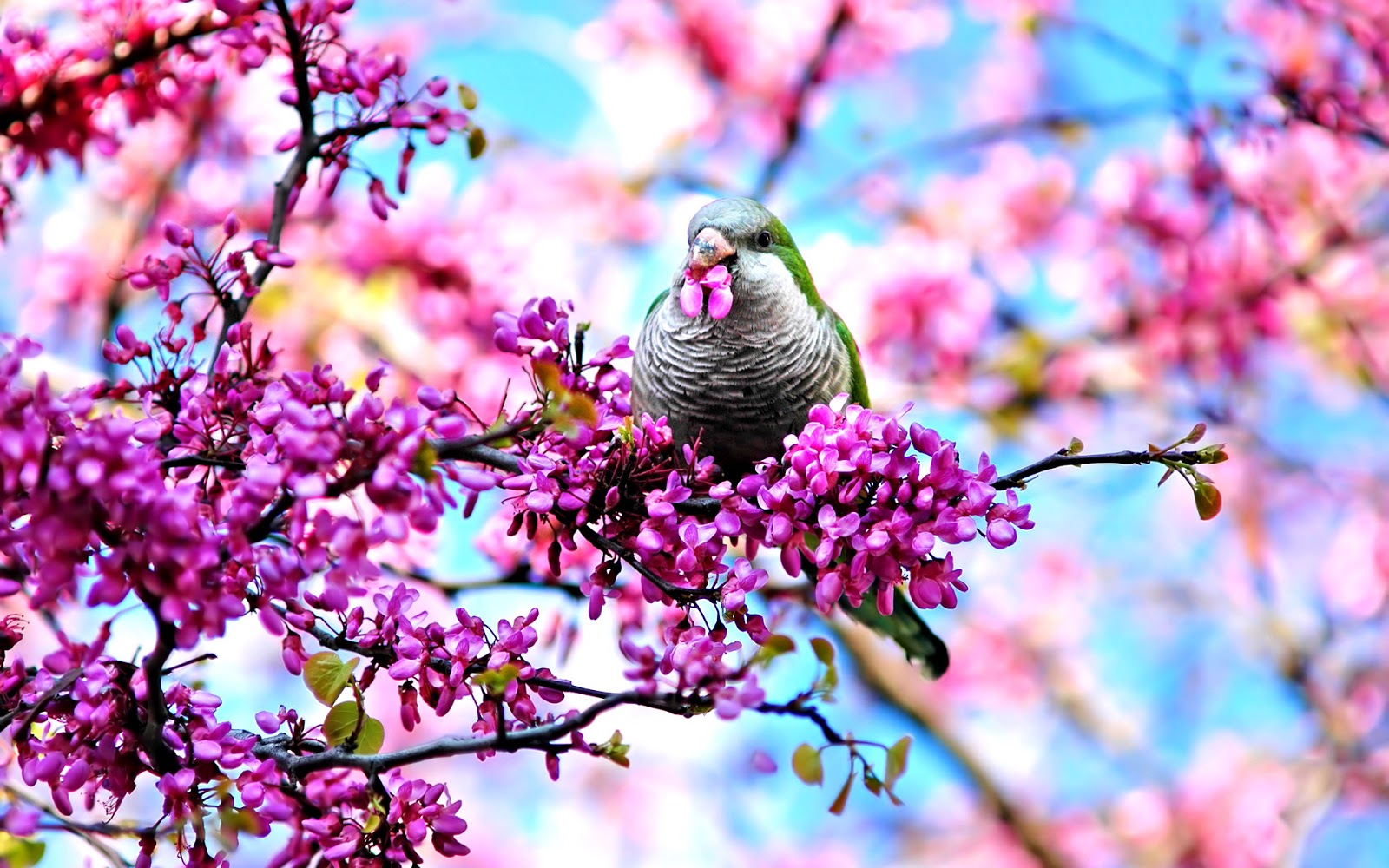 The Spring in Bangladesh ~ History Of Bangladesh