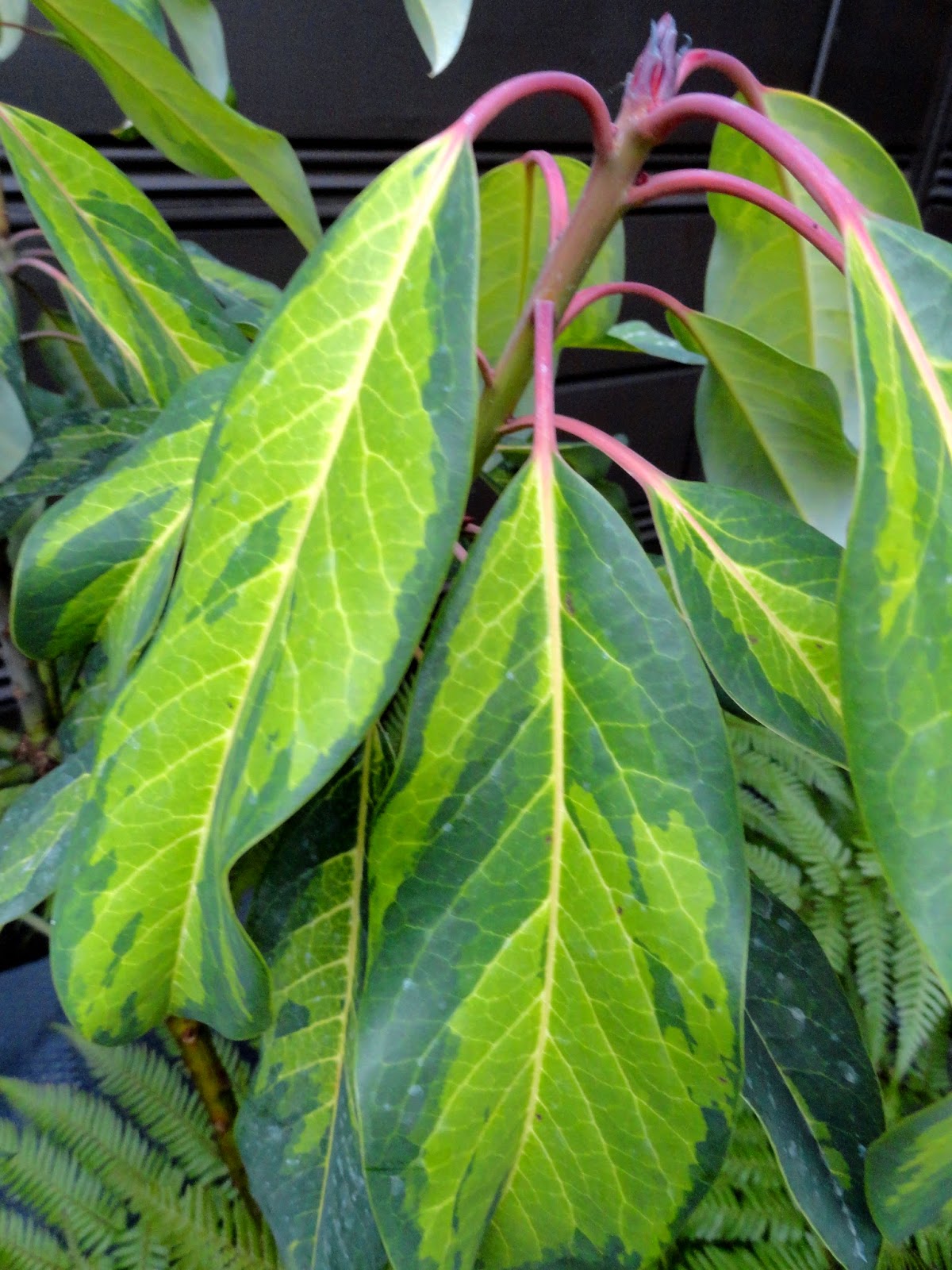 Bwisegardening January 2011