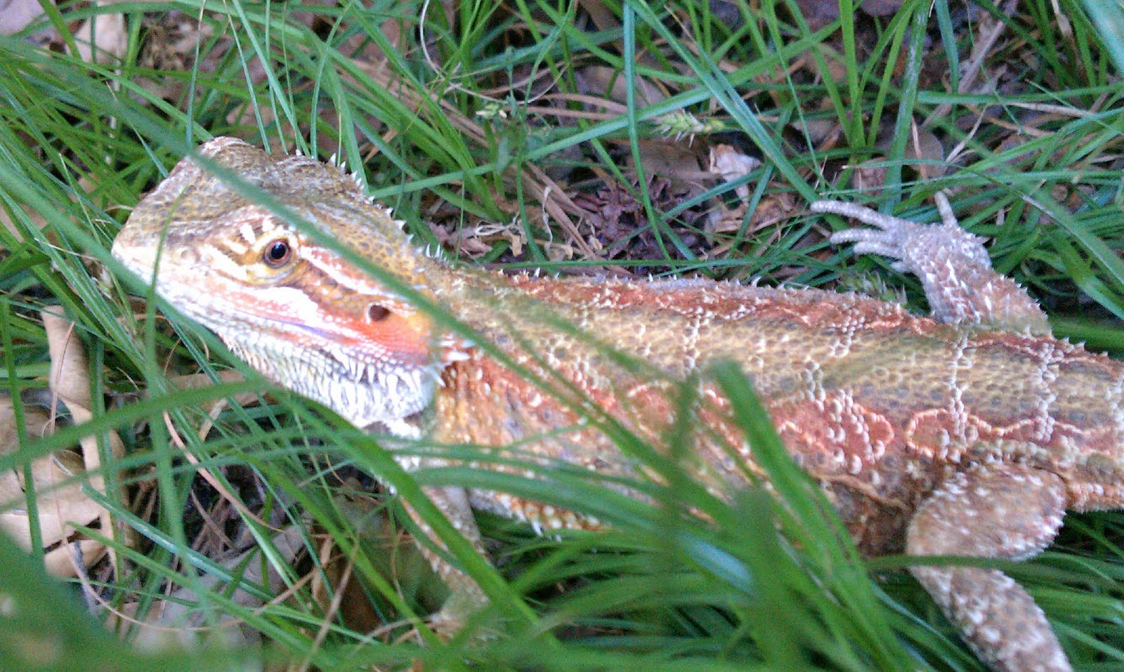 bearded-dragon-smells-like-fish-04.jpg bearded-dragon-smells-like-fish-04.jpg