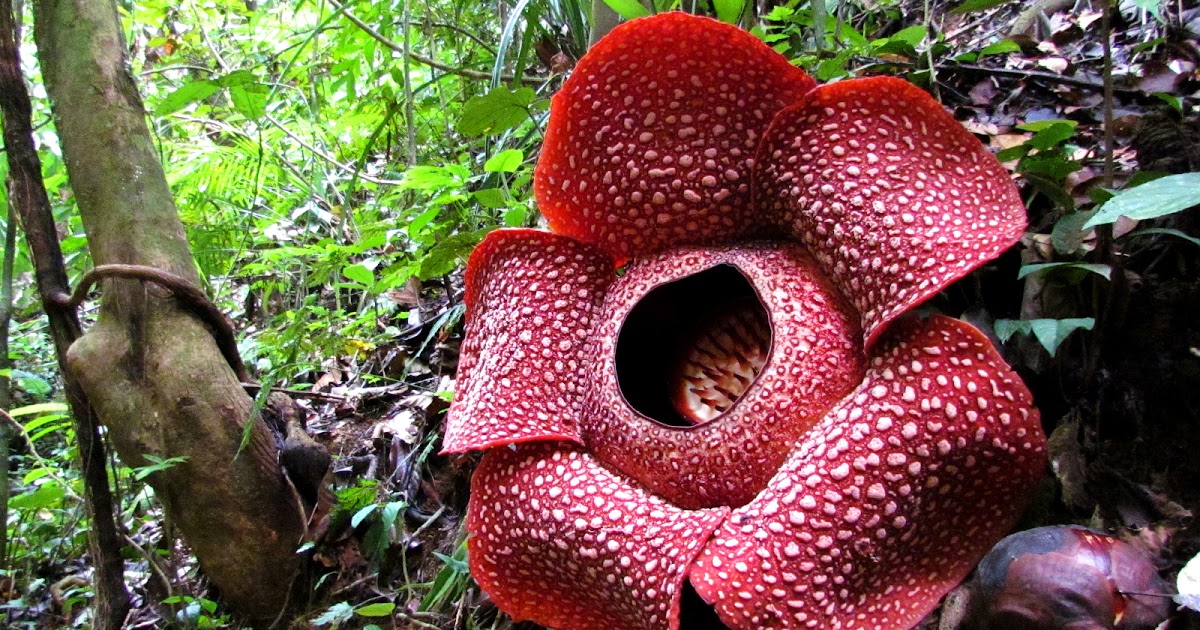 The largest flower in the world