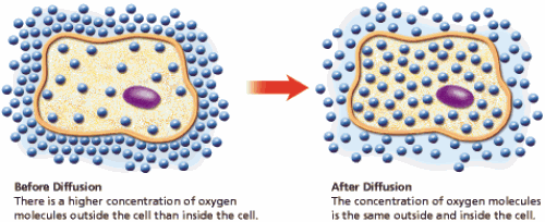 lab on cell diffusion Diffusion and osmosis lab when a plant cell is placed in a hypotonic environment reference: refer to lab one diffusion and osmosis handout observations. lab on cell diffusion Diffusion and osmosis lab when a plant cell is placed in a hypotonic environment reference: refer to lab one diffusion and osmosis handout observations.