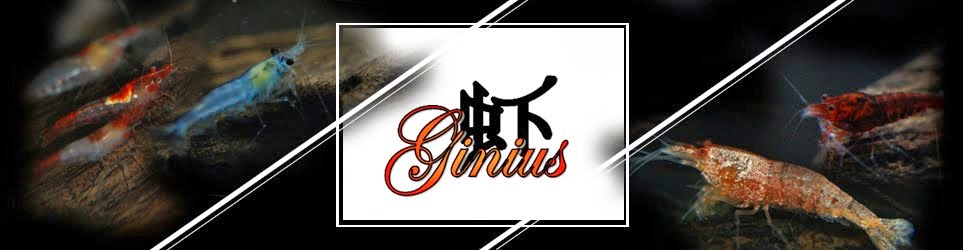 ginius shrimp