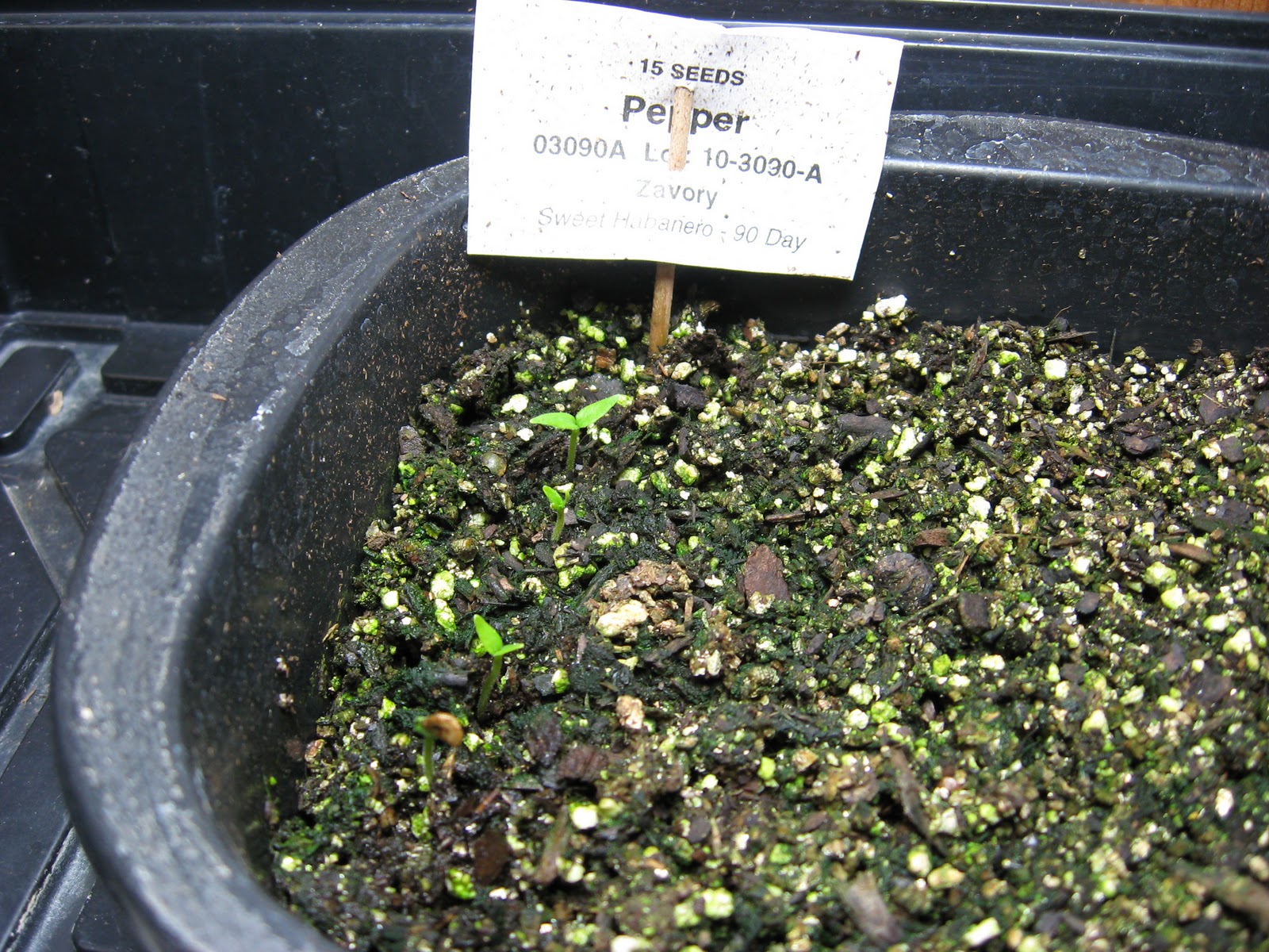 The Green House Pepper Sprouts