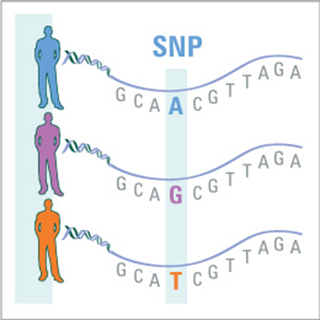 single nucleotide polymorphisms as human disease markers essay Identification of a human disease gene won genetic testing from 23andme in an essay contest are analyzed for 600,000 single nucleotide polymorphisms. single nucleotide polymorphisms as human disease markers essay Identification of a human disease gene won genetic testing from 23andme in an essay contest are analyzed for 600,000 single nucleotide polymorphisms.