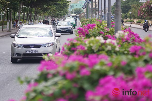 [Image: hoa-giay-no-ro-o-Nha-Trang-4.JPG]