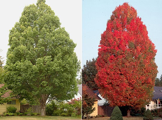 Fichas Botanicas Arce Rojo Acer Rubrum Con énfasis en servidumbres petroleras, mineras, eléctricas y de. perdido por los jardines de babilonia blogger