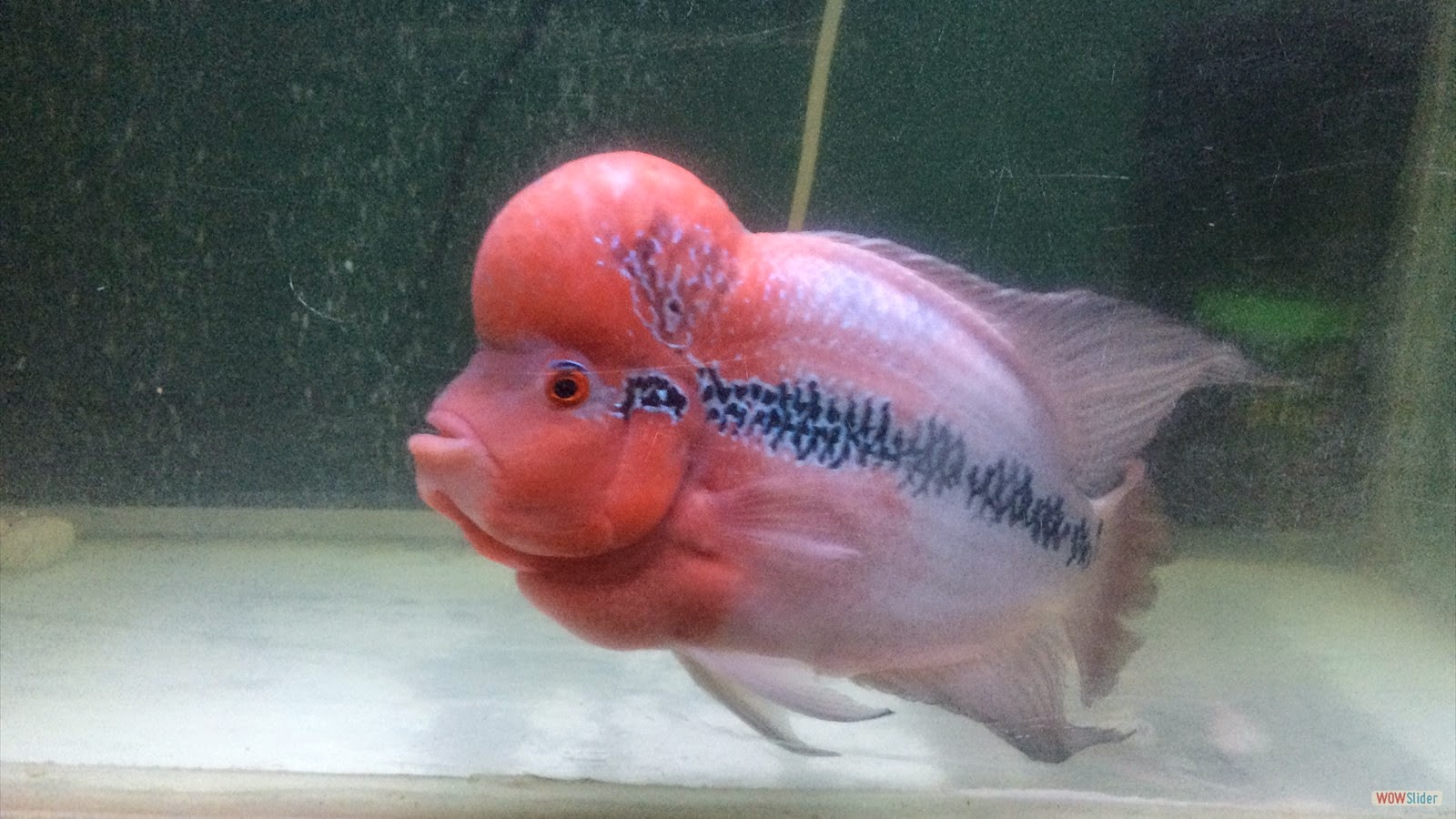 Maintain Flower horn fish How to Maintain Flower horn fish with Big