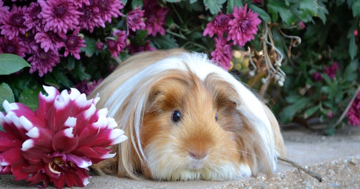Undercover Guinea Pigs: Calendar piggy: May 2013