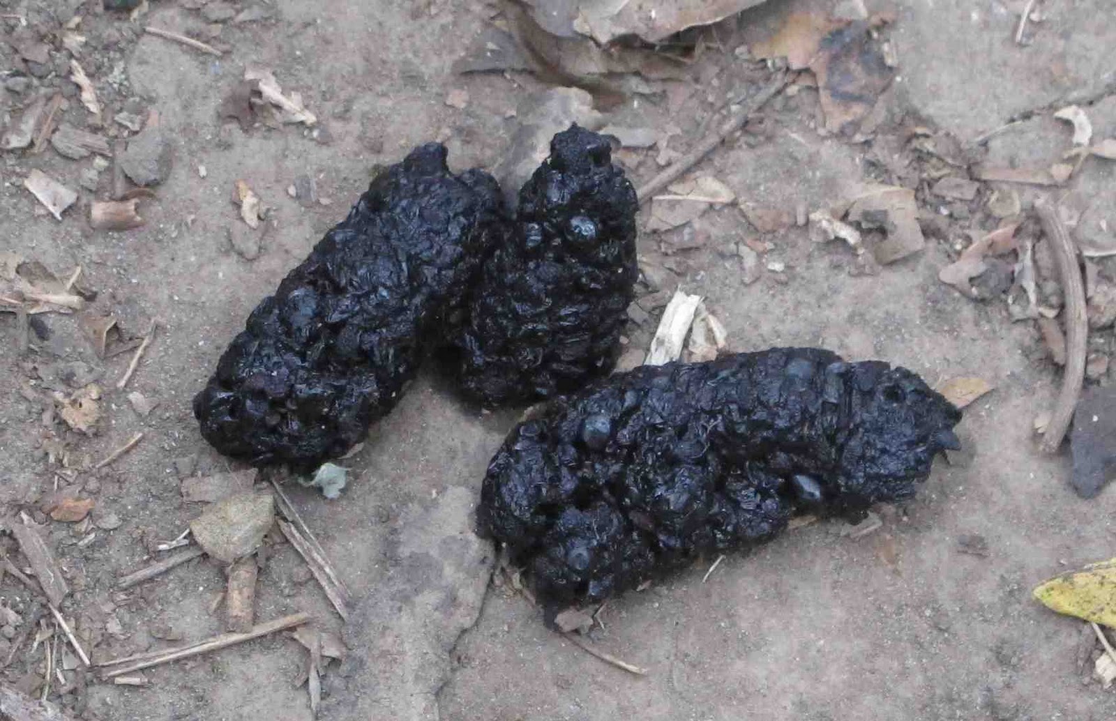 Coyote Scat Tamilgross vrogue.co