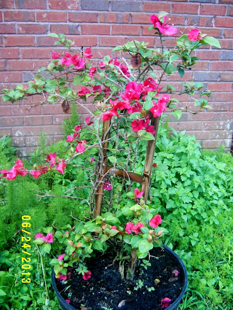 Alabama Rose and Flower Garden from a NonGreen Thumb Bougainvillea