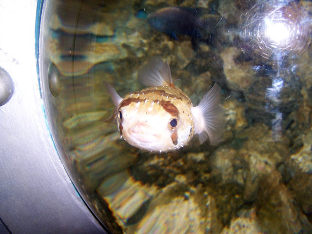 THERE IS PLENTY FISH IN THE SEA