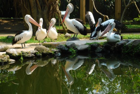 wisata Bali Bird Park