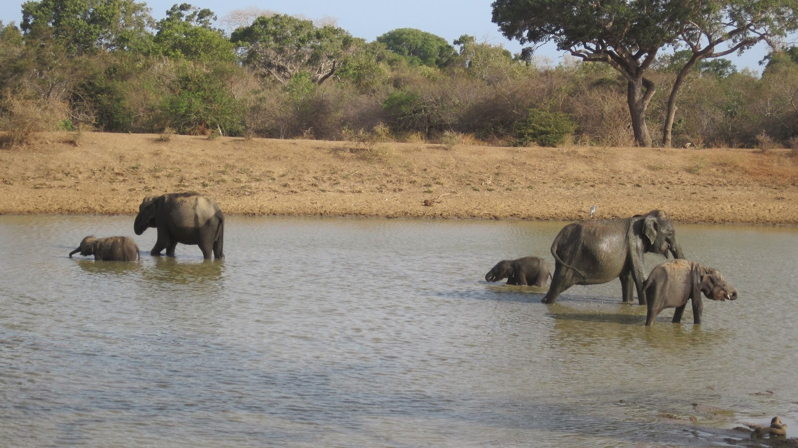 Elefantes en el Parque Nacional de Yala (Sri Lanka)