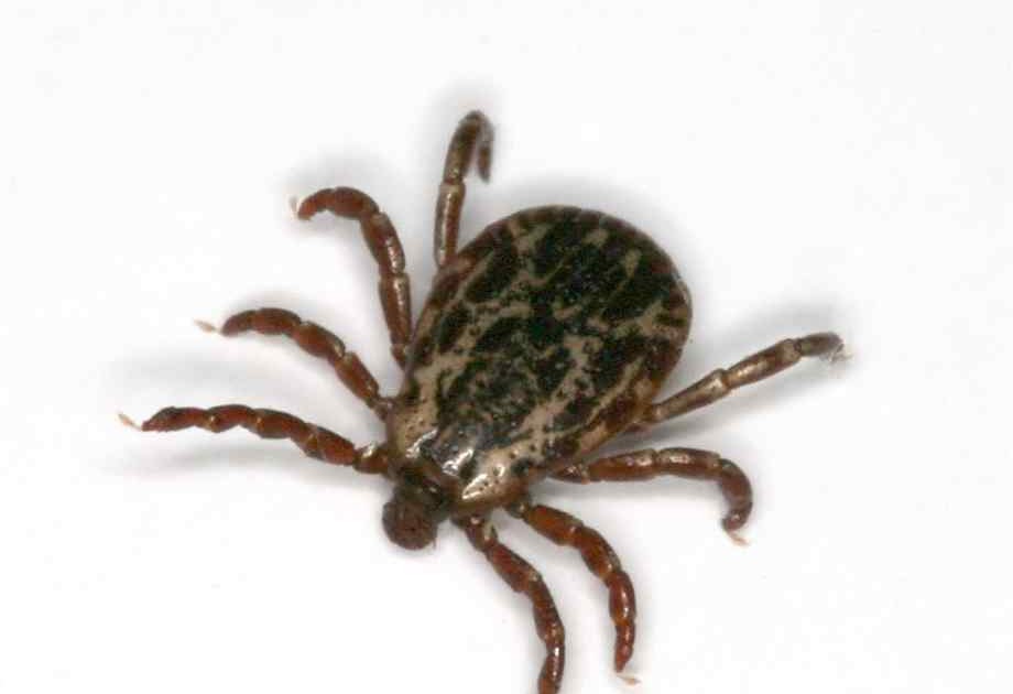 HOW TO REMOVE A TICK How to Remove a Burrowed Tick