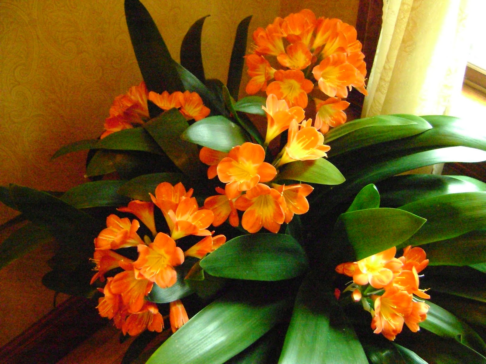Clivia Clivia