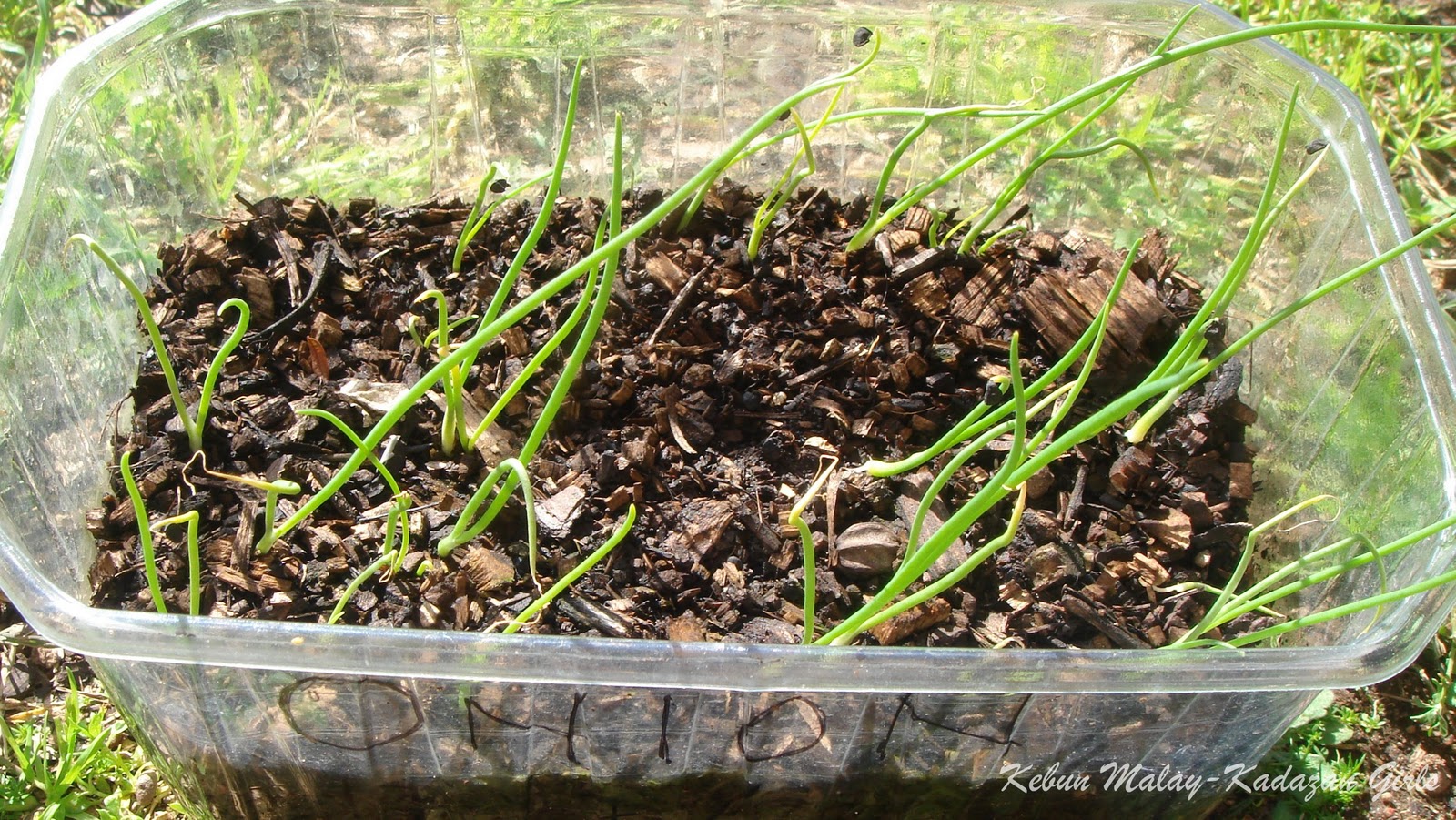 Kebun MalayKadazan girls Aussie Brown Onion LifeCycle