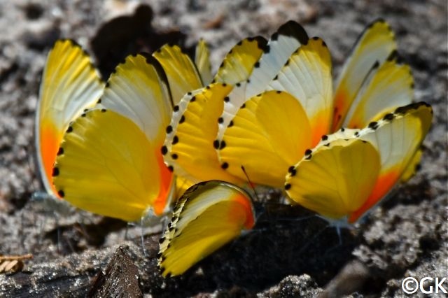 Schmetterlings-Blüte