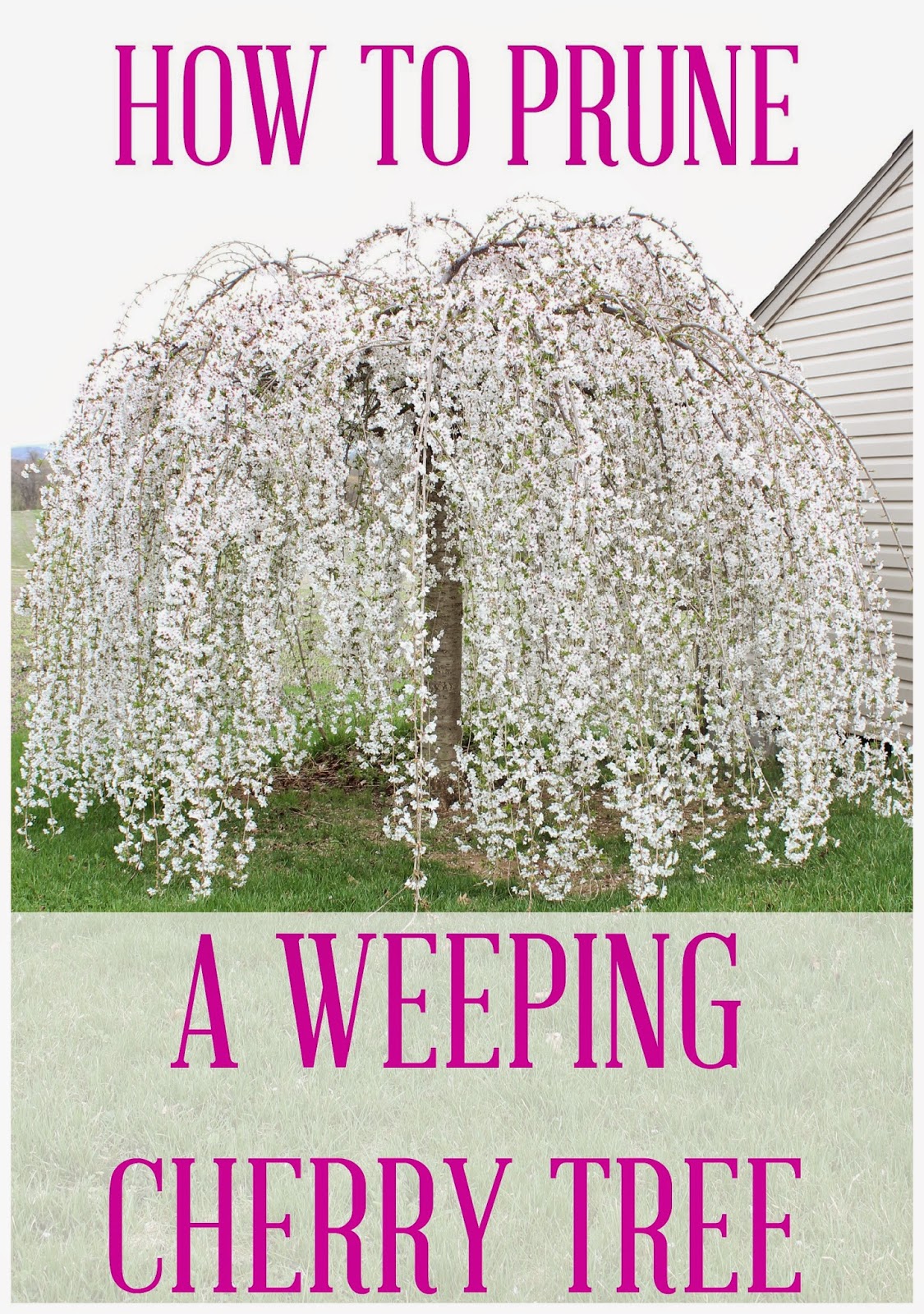 Hymns and Verses: How to Prune a Weeping Cherry Tree