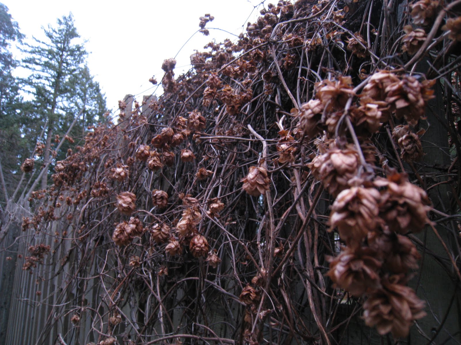 Christina's Garden golden hops vine