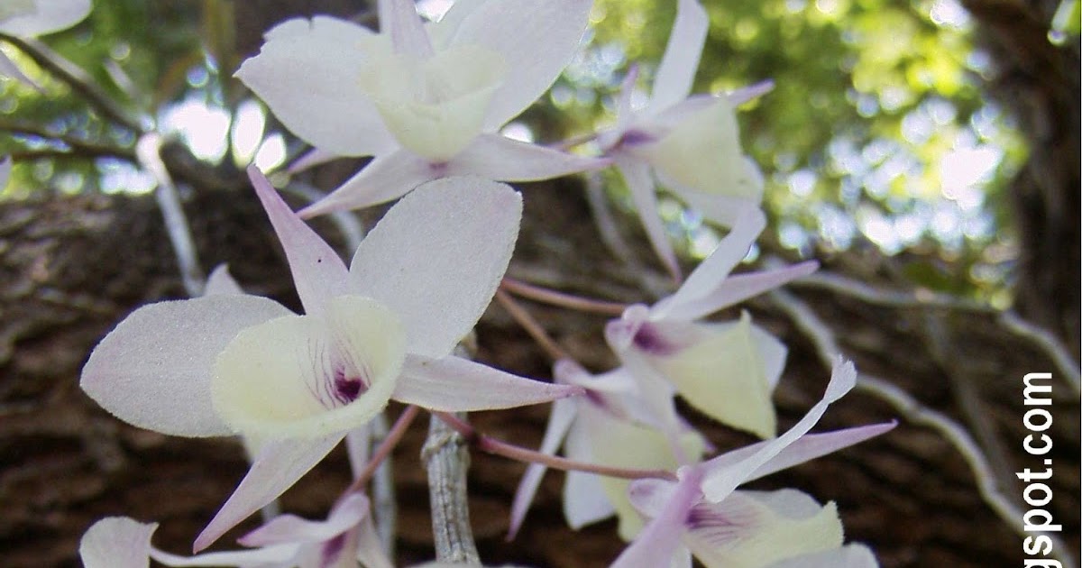 Garden Adventures Orchid waterfall