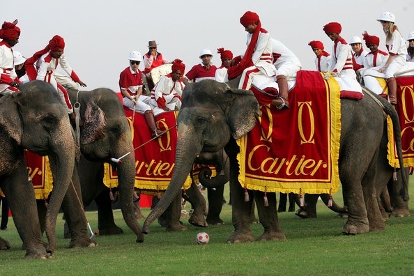 Animal Rights India: Elephant polo cancelled after protest