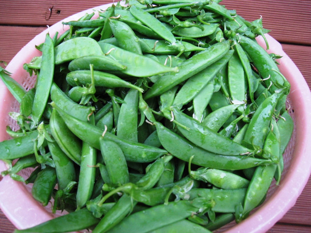 Life in Rural Japan Peas, peas and more peas
