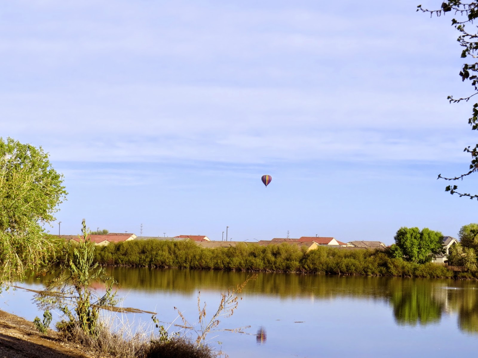 Babs' Birding Experiences Higley and Ocotillo Road Ponds, Gilbert