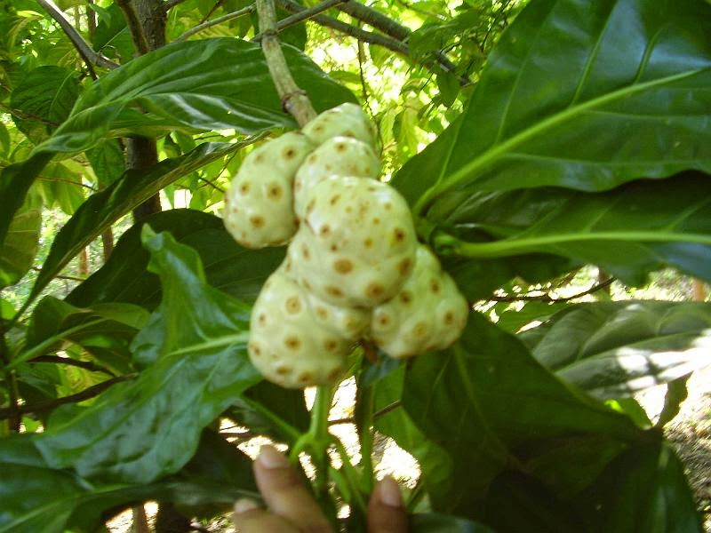 NONI La Historia del Noni Usos tradicionales y Medicinales