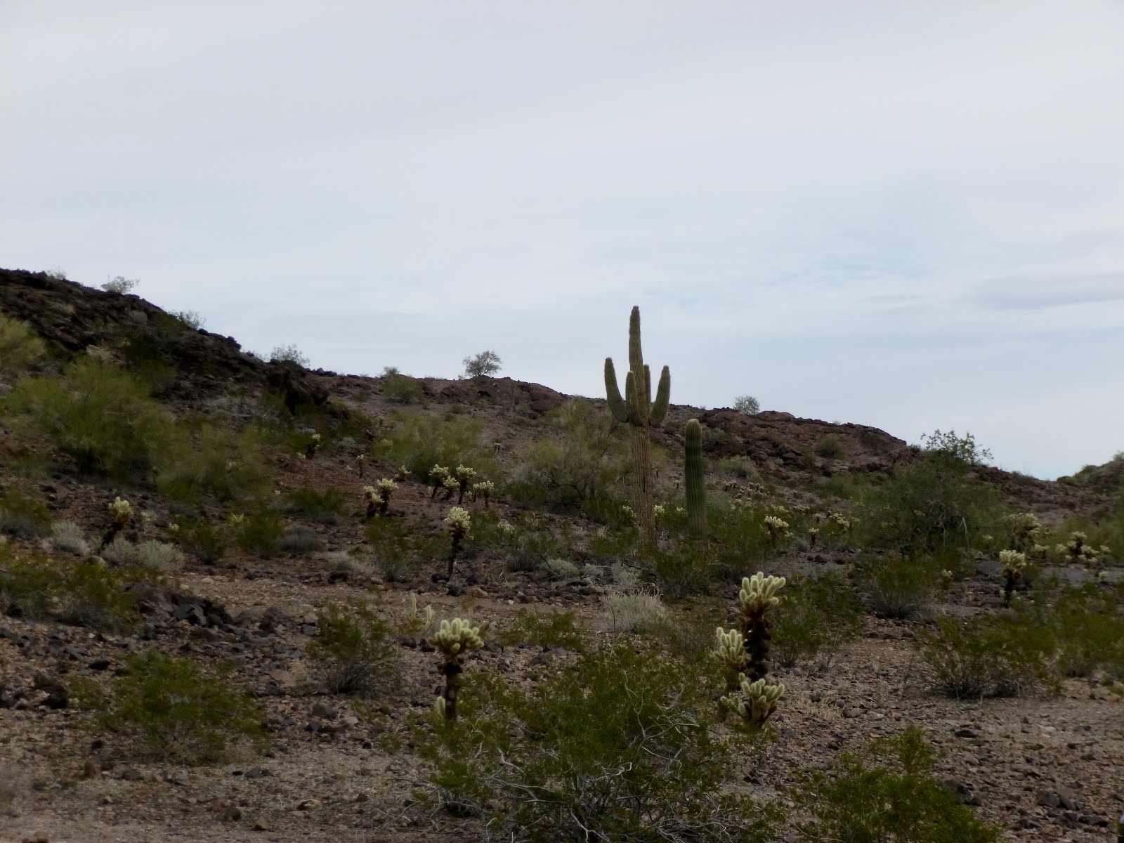 Rockhound Ramblings Rockhounding in Brenda, AZ