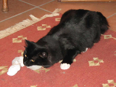 Joey the Cat Joey the Cat