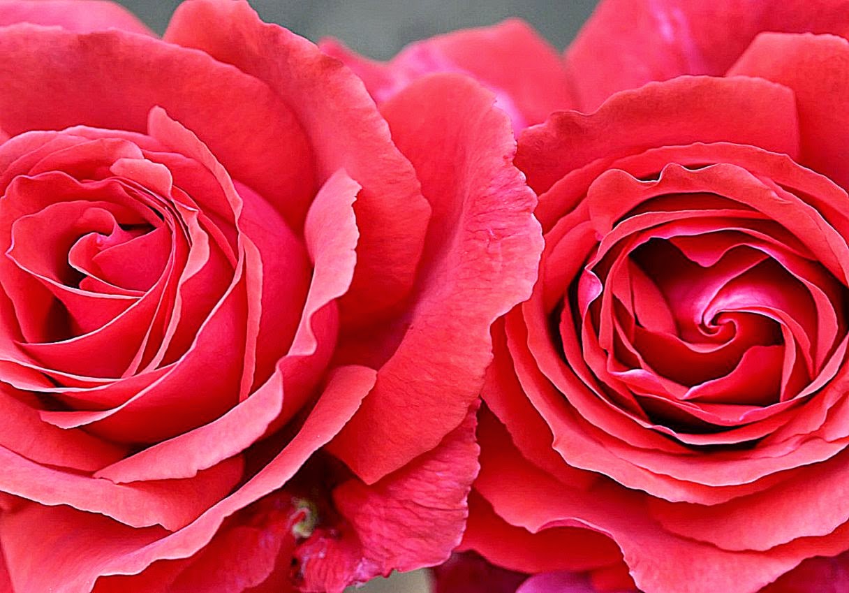 Two Soft Red Roses Desktop Background 1280x1024 pixels Two Soft Red Roses Desktop Background 1280x1024 pixels