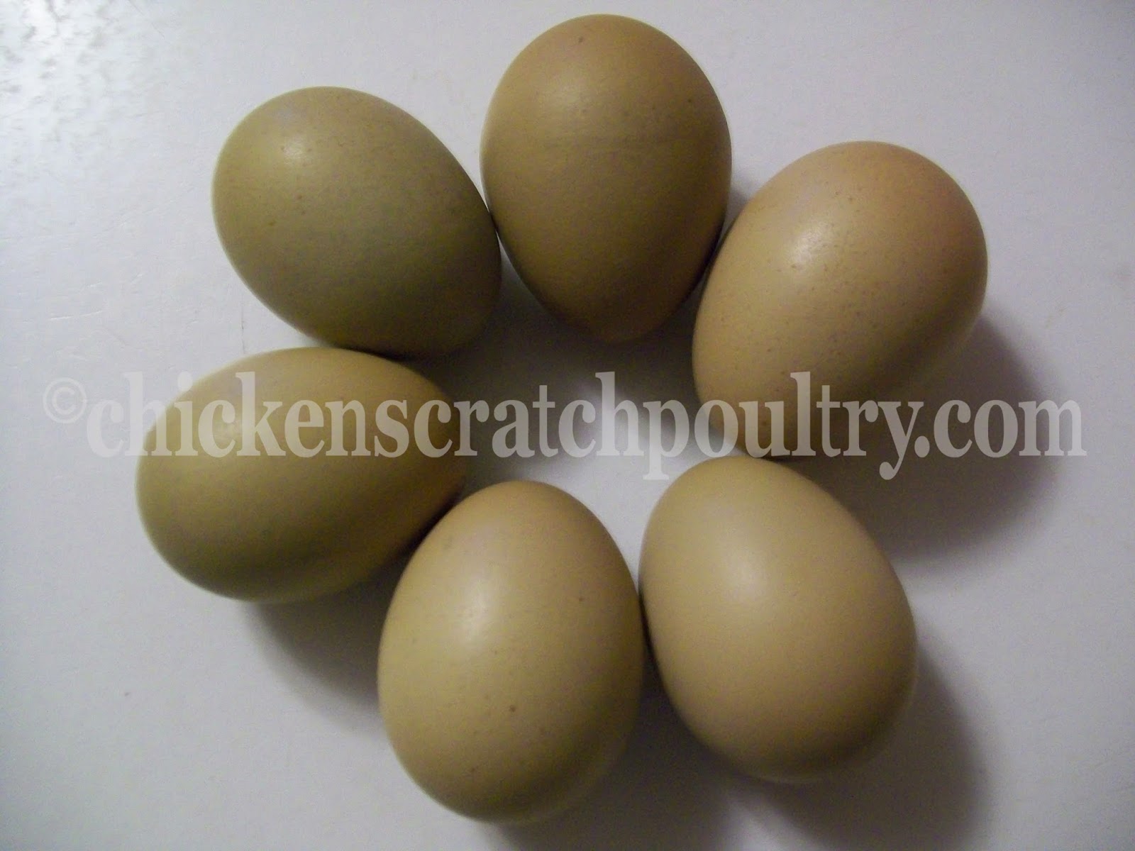 Barnyard Mix Fertile Hatching Eggs Black Copper Marans Olive Eggers Etc NPIP 13 