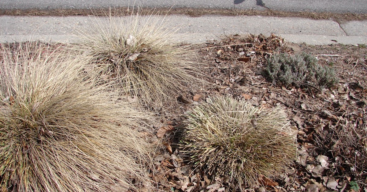 New Utah Gardener When And How Do I Trim Ornamental Grasses?