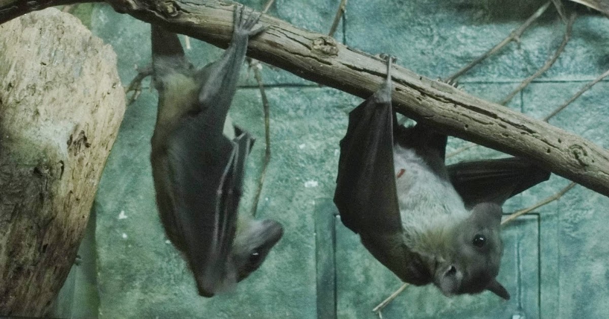 SciFi Fan Letter Stranger Than Fiction Bats