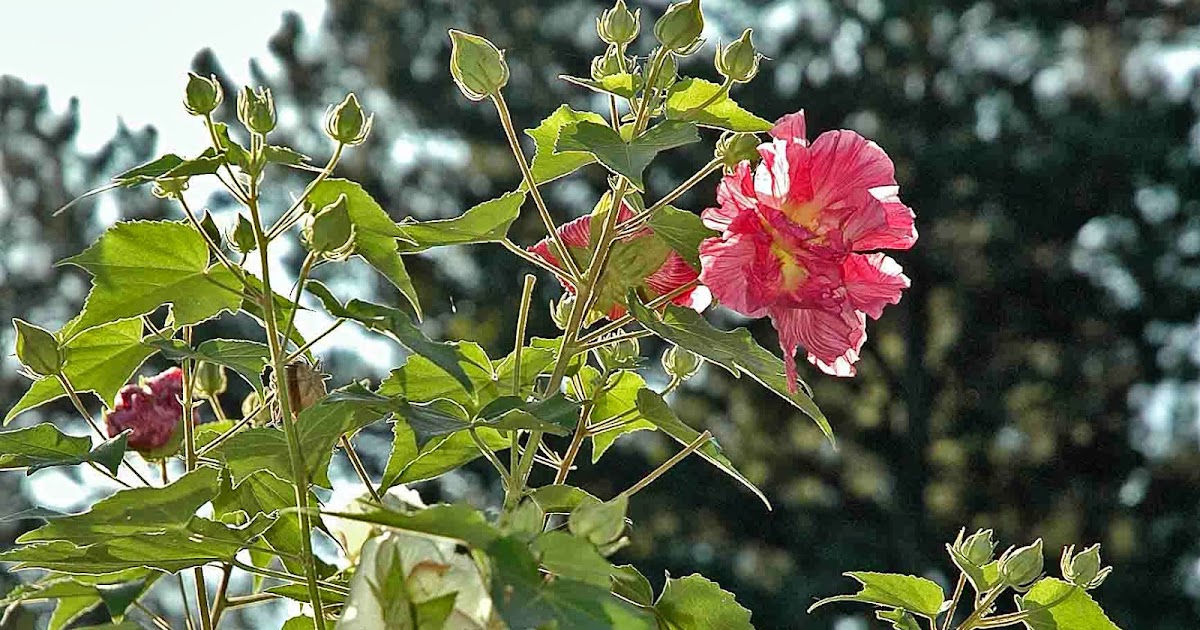 Selma, Ala. Daily Photo The Confederate Rose