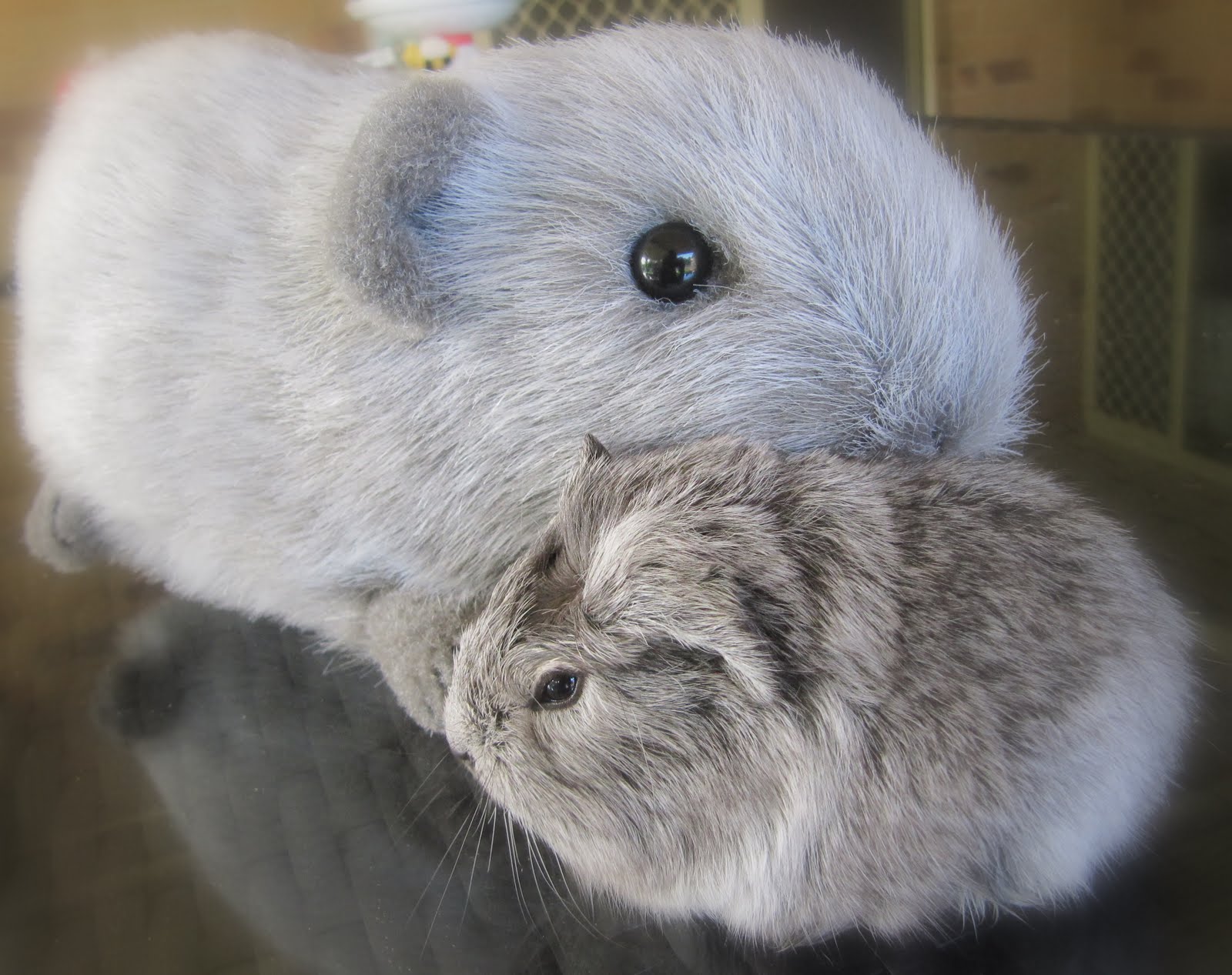 The Inner World of Emma's Bears: Fake Guinea Pigs