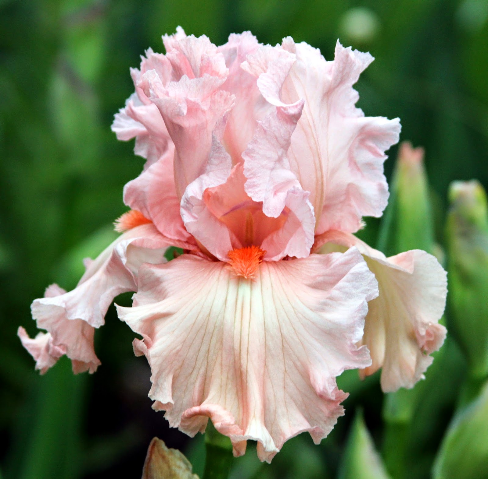 TALL BEARDED IRIS IN MY GARDEN TODAY Sowing the Seeds