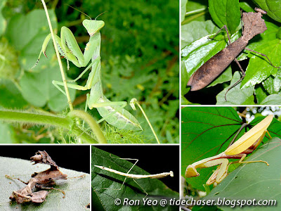Mantises (Order Mantodea) Mantises (Order Mantodea)
