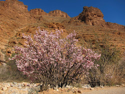 Cerisiers et amandiers en fleurs dans la vallée des Ammeln