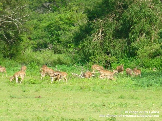 Les mammiferes de Yala